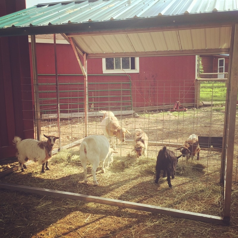 Dos Cabras Ranch Fainting Goat Herd